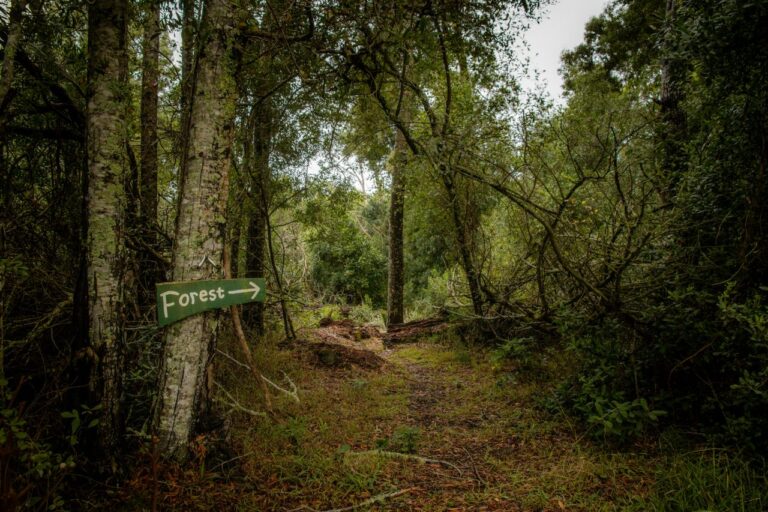 Jungle Resort in Wayanad