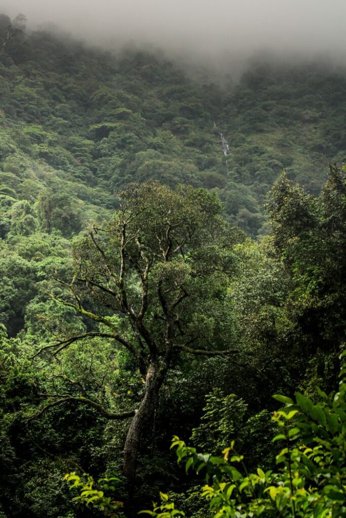 Misty green forest landscape with prominent tree in Gundya, KA, India.