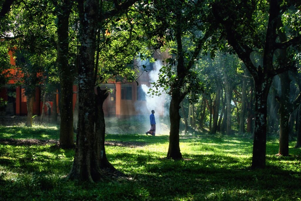 A solitary man walks through a sunlit forest in Chittagong, Bangladesh, with beams piercing through the trees.