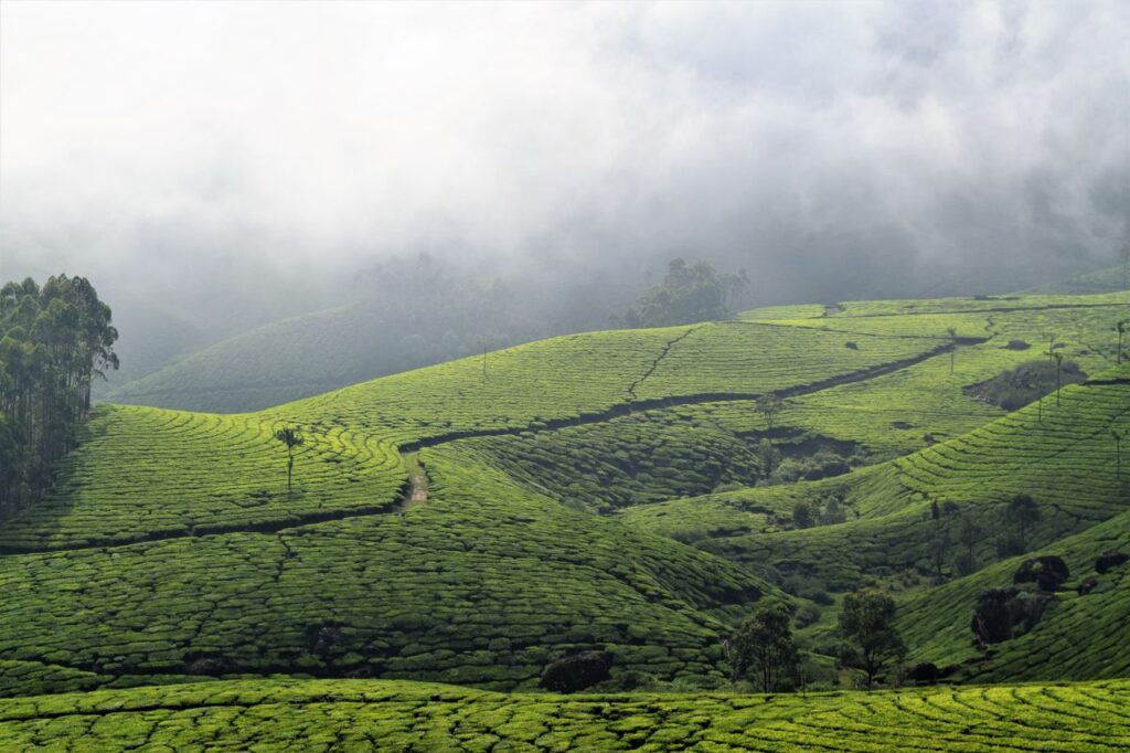 1 click Away:Adventurous forest stay in Kerala